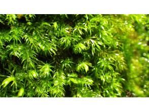 プランの魅力 みずみずしいコケとふれて の画像