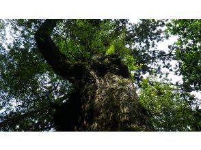 プランの魅力 屋久杉はここにもあり♪ の画像