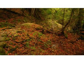 プランの魅力 秋には風情ある彩ある林床 の画像