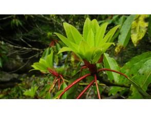 プランの魅力 ユズリハの新緑はいつもきれいに の画像