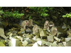 プランの魅力 安房川にもヤクザル出現？！ の画像