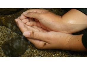 プランの魅力 川の生き物探しへ！まずはエビゲット！！ の画像