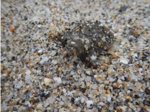 プランの魅力 運が良ければ？スッポン見つけた☆ の画像