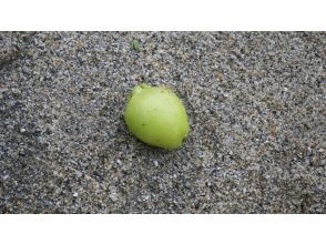 プランの魅力 美味しそう実を拾ったよ～何でしょう？ の画像