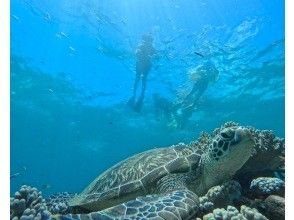 プランの魅力 Sea turtle snorkeling の画像