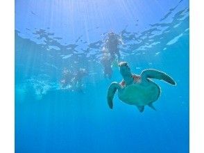 プランの魅力 Sea turtle snorkeling の画像