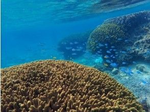 プランの魅力 Boat snorkeling の画像