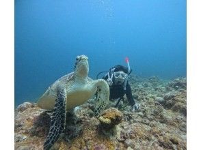 プランの魅力 You may encounter sea turtles during your trial diving experience. の画像