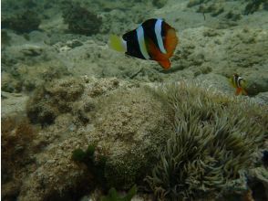 プランの魅力 Will I see any clownfish? の画像