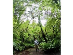 プランの魅力 Taking photos under the tree fern の画像