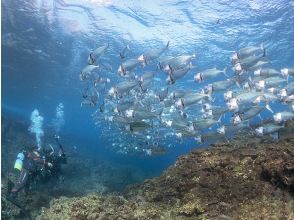 プランの魅力 洞窟の外はお魚パラダイス♪ の画像