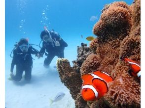 プランの魅力 You can enjoy beautiful corals and fish! の画像