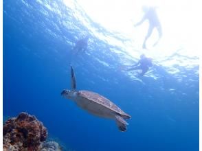 プランの魅力 Sea turtles come up to the surface! の画像