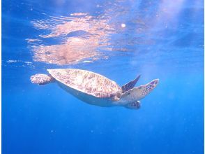 プランの魅力 You may even see sea turtles swimming right in front of you! の画像