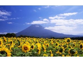 プランの魅力 A collaboration between a field of sunflowers and Mt. Yotei ☆ の画像