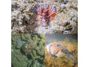 プランの魅力 魚と近づける距離はなんと10cm!!!すやすや寝てるので超可愛い！！！ の画像