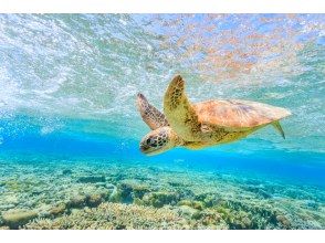 プランの魅力 海ガメに出会えるかも！ の画像