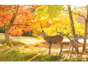 プランの魅力  の画像