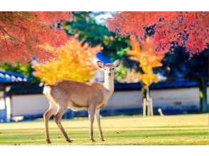 プランの魅力  の画像