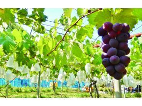 プランの魅力 Picking seasonal fruits の画像