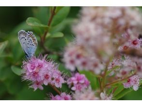 プランの魅力 Spiraea salicifolia の画像