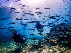 プランの魅力 沢山の魚達に囲まれて！ の画像