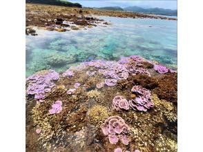 プランの魅力 陸上に現れるサンゴの森 の画像