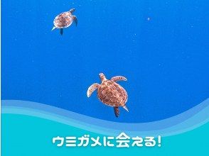 プランの魅力 ウミガメに会いたい方必見！ の画像