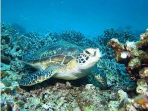 プランの魅力 アオウミガメ の画像