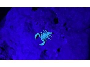 プランの魅力 サソリが見れる？ の画像