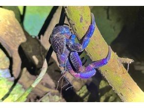 プランの魅力 ヤシガニ遭遇率99%！ の画像