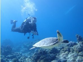 プランの魅力 ウミガメに遭遇するかも！ の画像