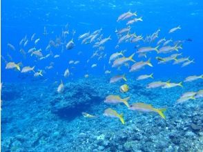 プランの魅力 たくさんの魚たちに出会えます！ の画像