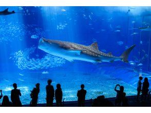 プランの魅力 沖縄美ら海水族館・大水槽 の画像