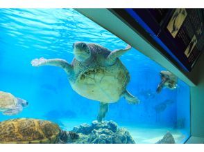 プランの魅力 海洋博公園・ウミガメ館 の画像