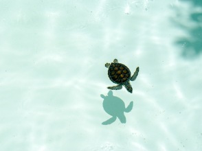 プランの魅力 ☆Look for sea turtles☆ の画像