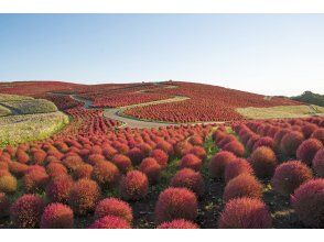 プランの魅力 絶景コキア観賞 の画像