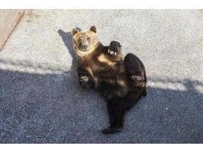 プランの魅力 テディベア！？というくらいキュートなクマたちがお出迎え^^ の画像