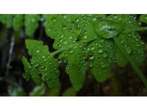 プランの魅力 雨が降るとさらにキレイに の画像