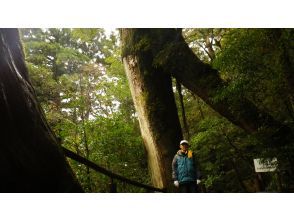 プランの魅力 くぐり杉の由来は？？ の画像