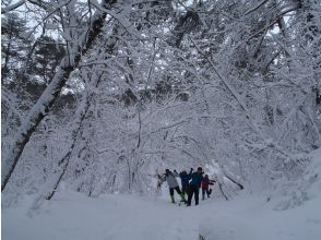 プランの魅力 木々は雪のトンネル の画像