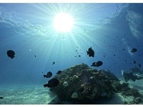 プランの魅力 熱帯魚と太陽 の画像