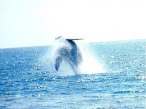 プランの魅力 ブリーチ の画像