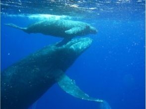 プランの魅力 親子 の画像