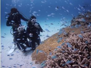 プランの魅力 Diving in the coral fields の画像