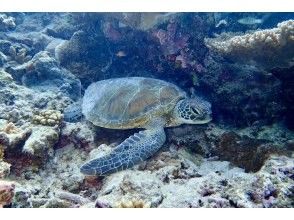 プランの魅力 You might even encounter a sea turtle! の画像