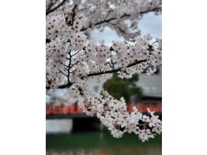 プランの魅力 Heian Shrine の画像