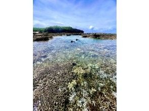 プランの魅力 ギッシリ覆うサンゴ群落 の画像