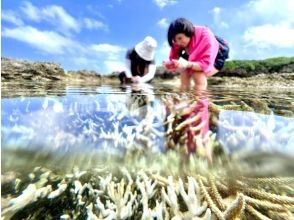 プランの魅力 絶好のサンゴ撮影スポット の画像