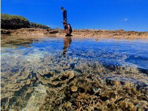 プランの魅力 サンゴ礁のタイドプール観察 の画像